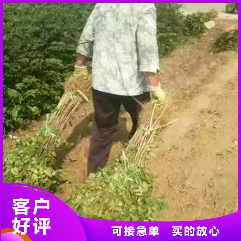 【花椒苗拒绝差价】