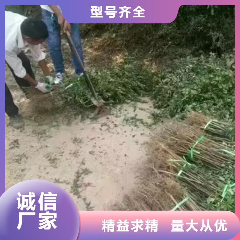 花椒苗【山楂苗】应用范围广泛