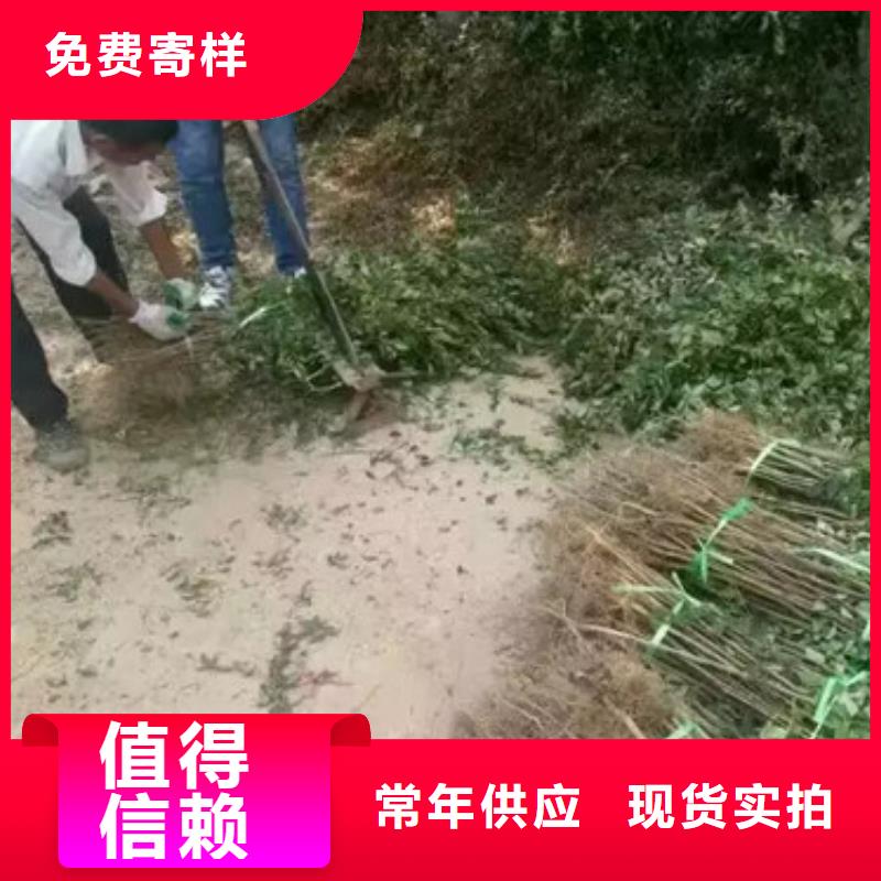 花椒苗做工精细