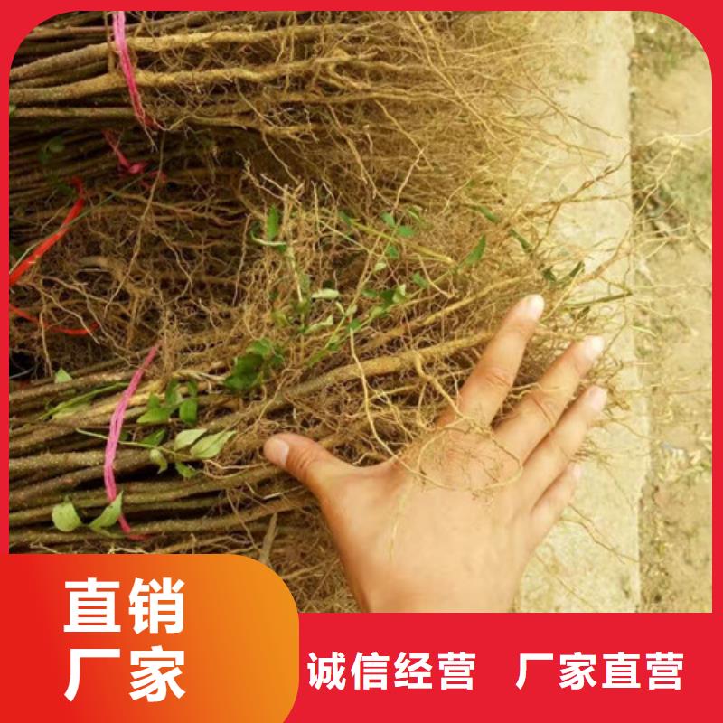 花椒苗【山楂苗】应用范围广泛