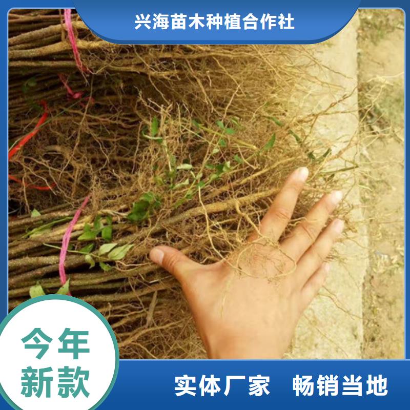 花椒苗【桃树苗】匠心工艺