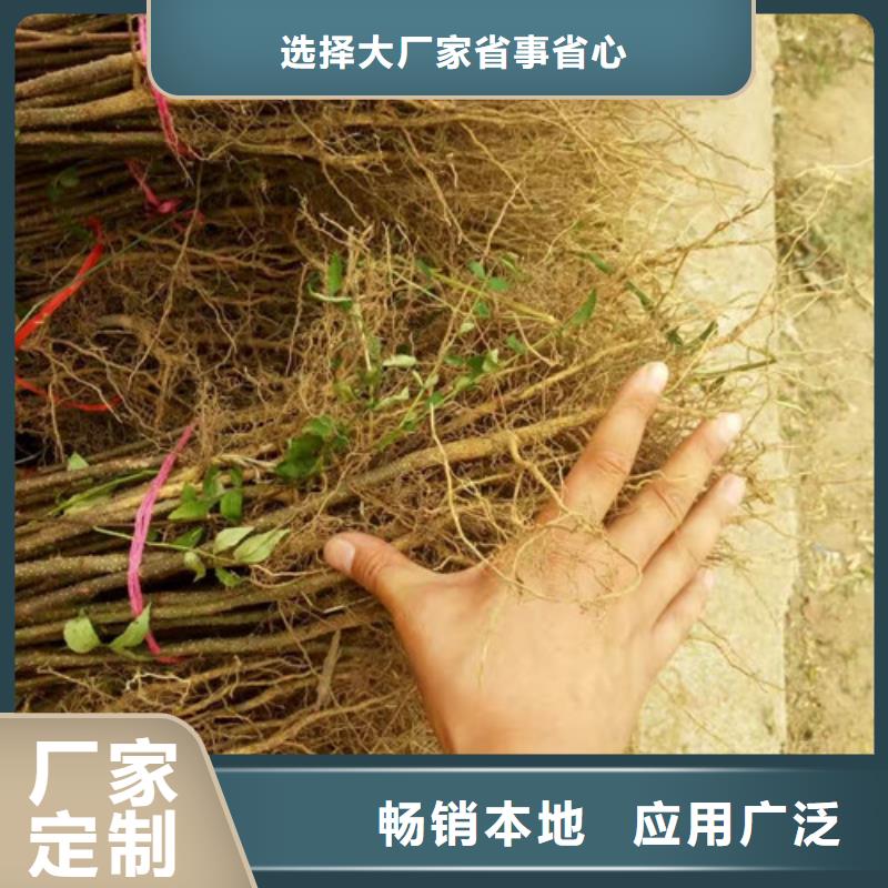 花椒苗桃树苗大量现货供应