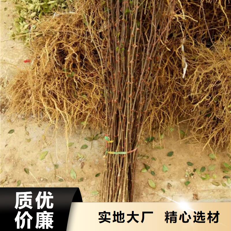 花椒苗核心技术