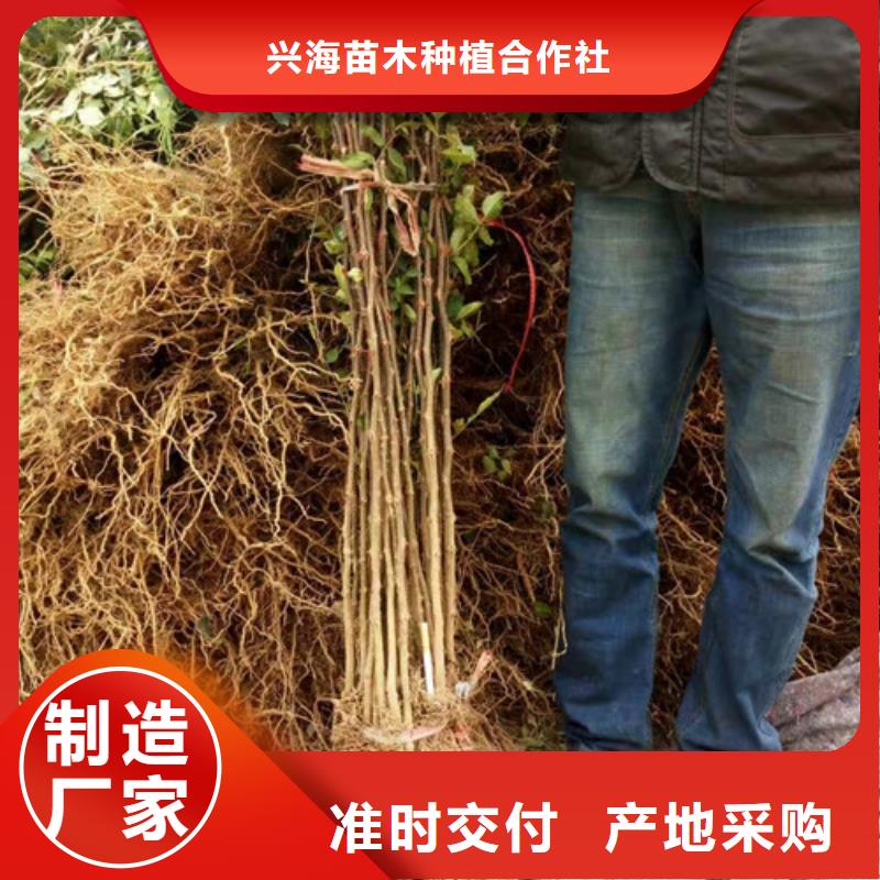 花椒苗做工精细