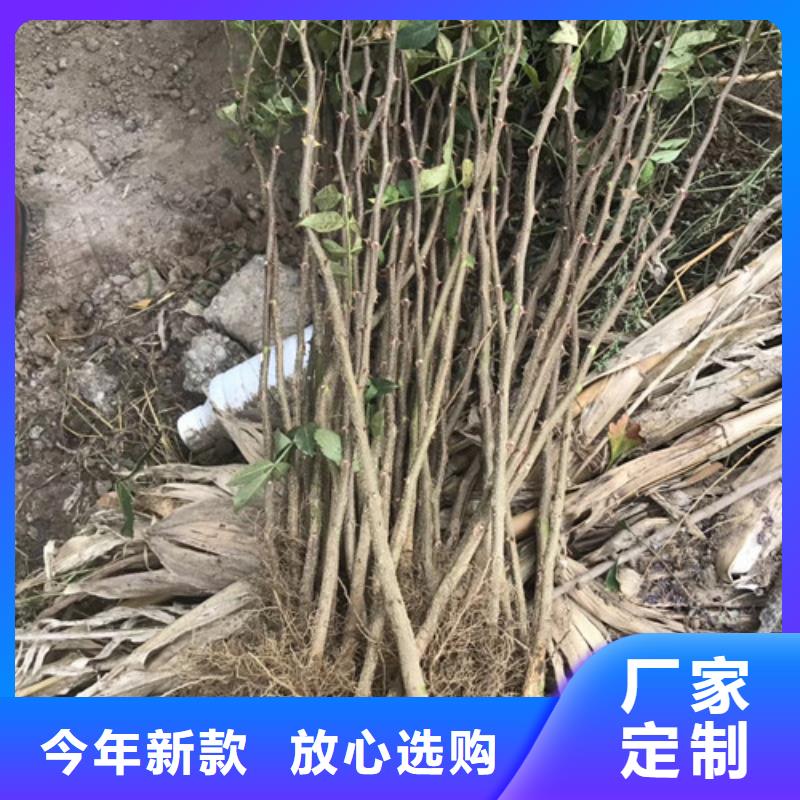 花椒苗【桃树苗】正规厂家