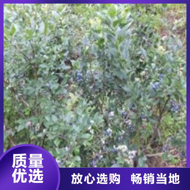 蓝莓苗核桃苗优选厂商