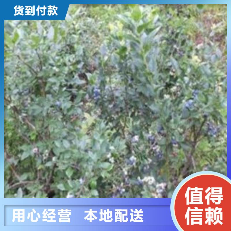 蓝莓苗苹果苗规格齐全实力厂家