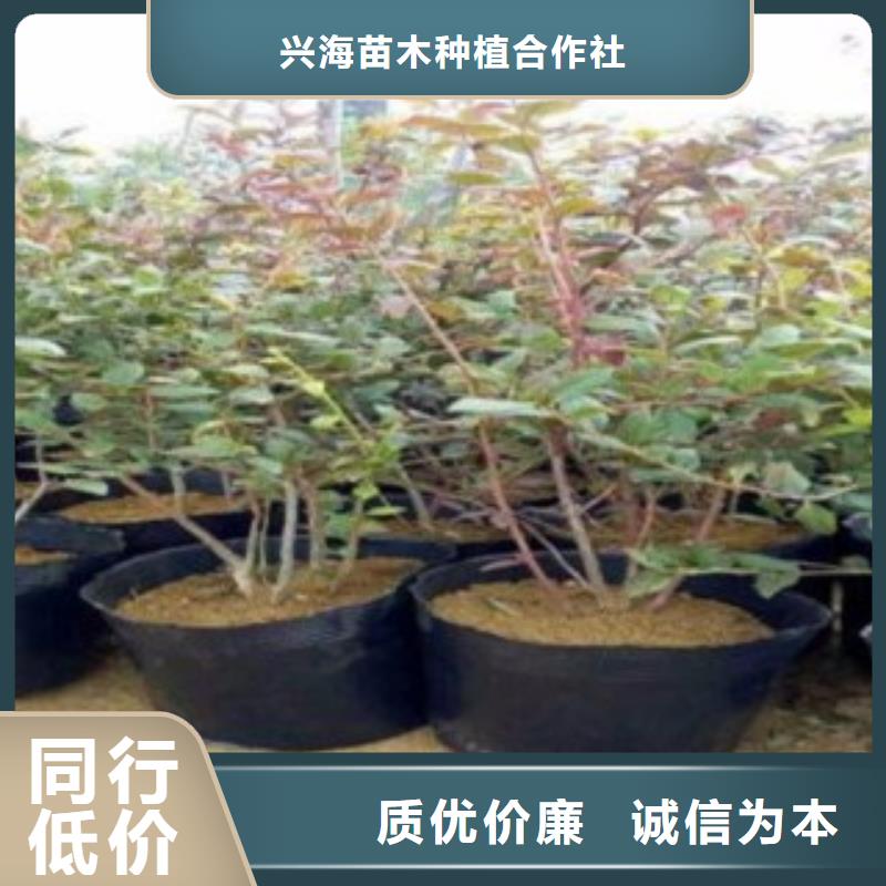 蓝莓苗,苹果苗源头厂家量大价优