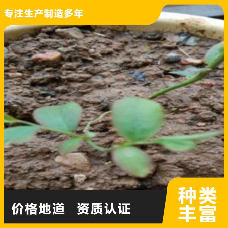 【蓝莓苗梨树苗自有生产工厂】