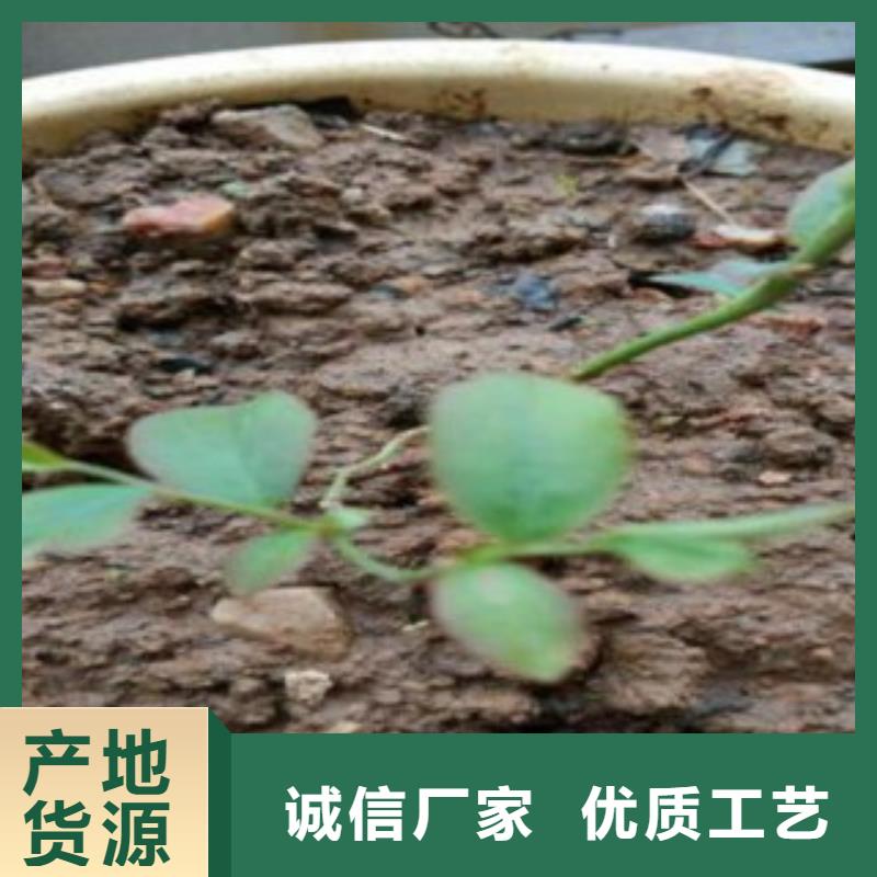 【蓝莓苗花椒苗免费寄样】