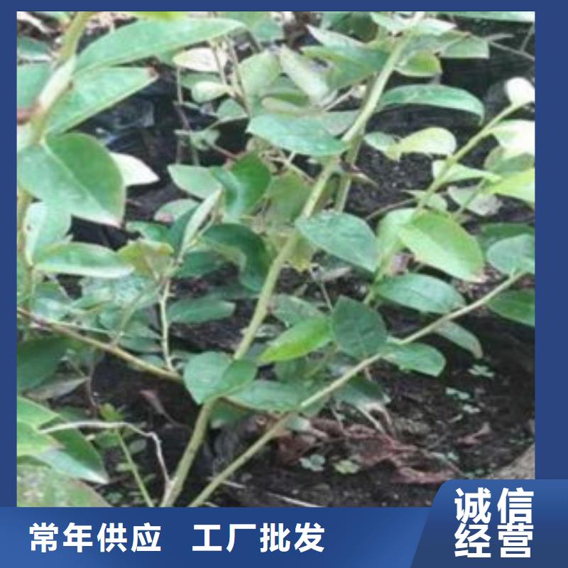 蓝莓苗苹果苗真材实料