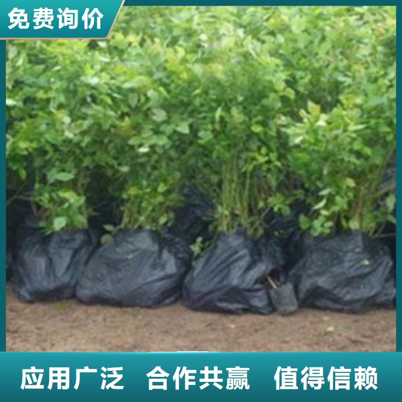 蓝莓苗_山楂苗品质保障售后无忧