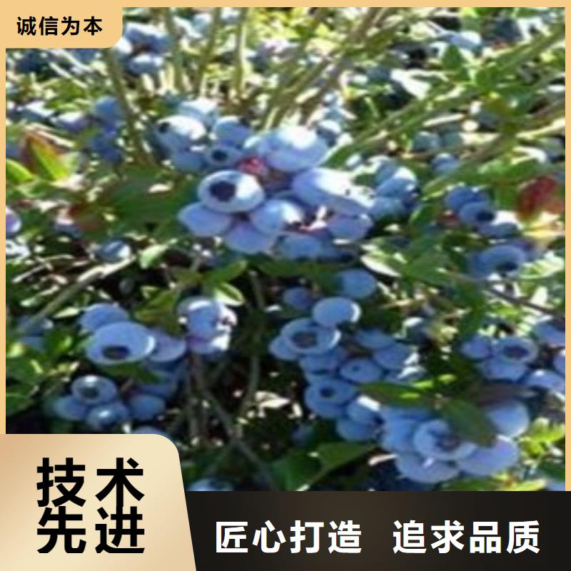 蓝莓苗花椒苗厂诚信经营