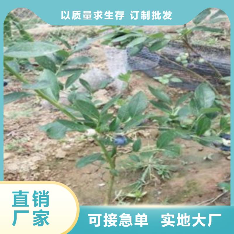 蓝莓苗快速发货