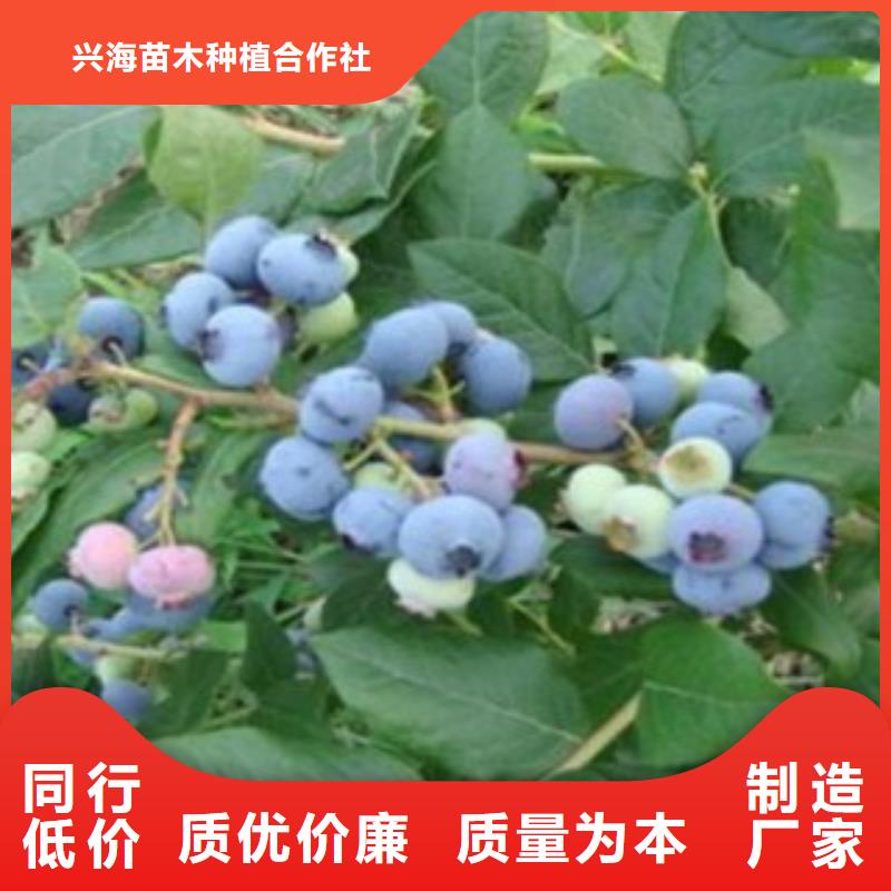 蓝莓苗苹果苗规格齐全实力厂家