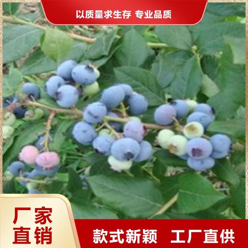 蓝莓苗,苹果苗源头厂家量大价优