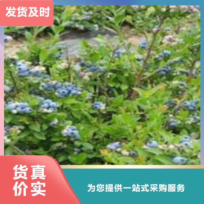 蓝莓苗诚信厂家