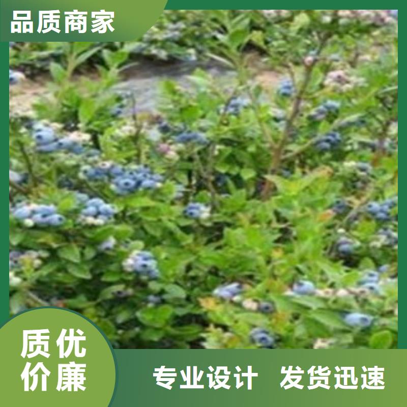 蓝莓苗核桃苗优选厂商