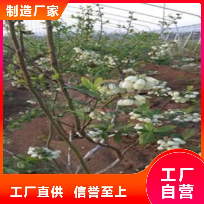 蓝莓苗梨树苗源头实体厂商