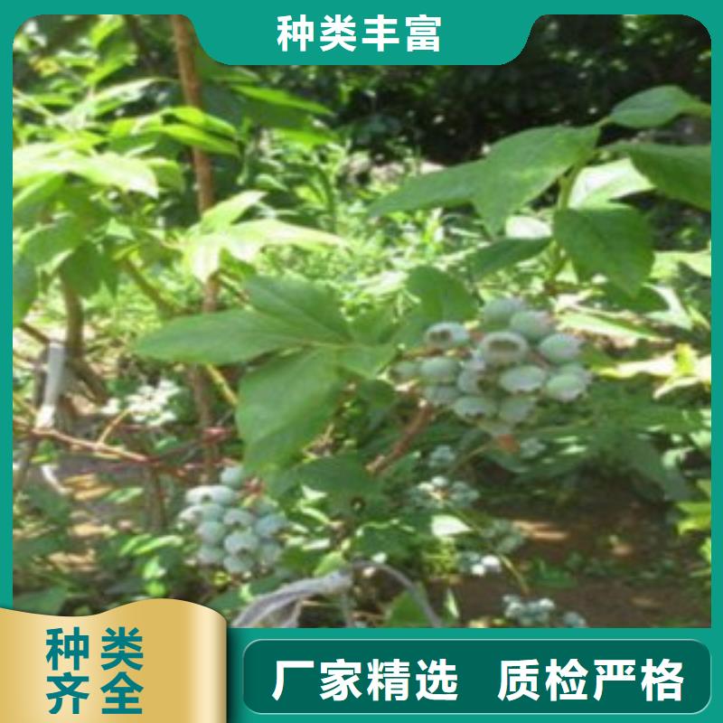 【蓝莓苗花椒苗免费寄样】