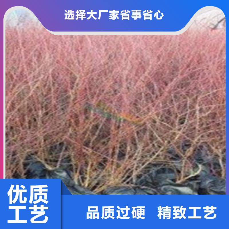 蓝莓苗,桃树苗应用领域