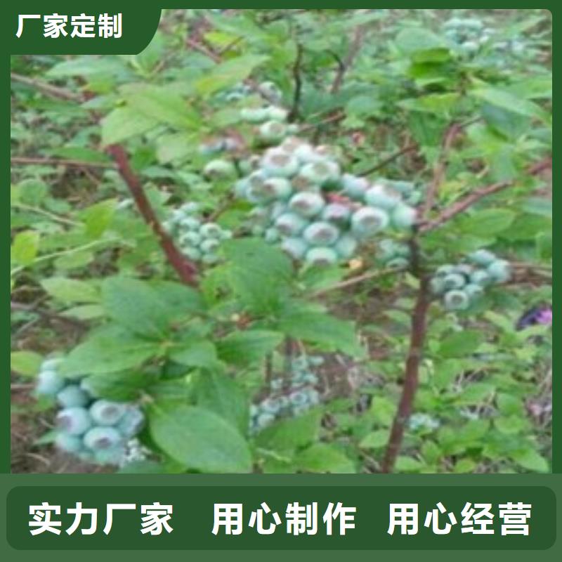 蓝莓苗苹果苗就近发货