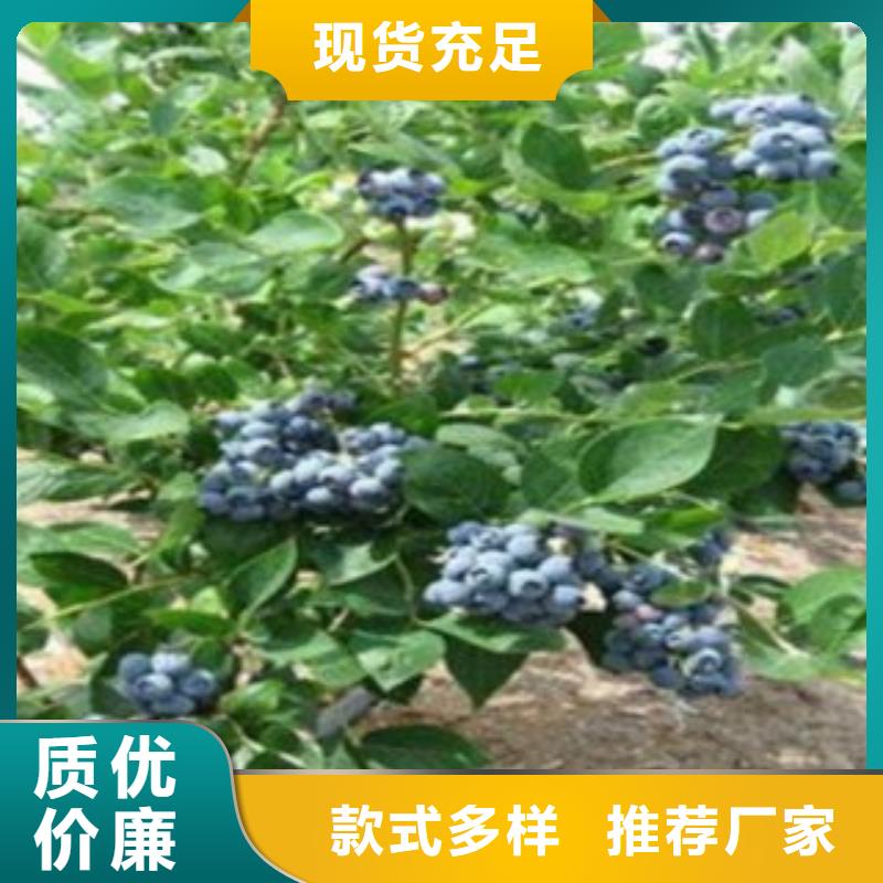 【蓝莓苗】_板栗苗厂家货源