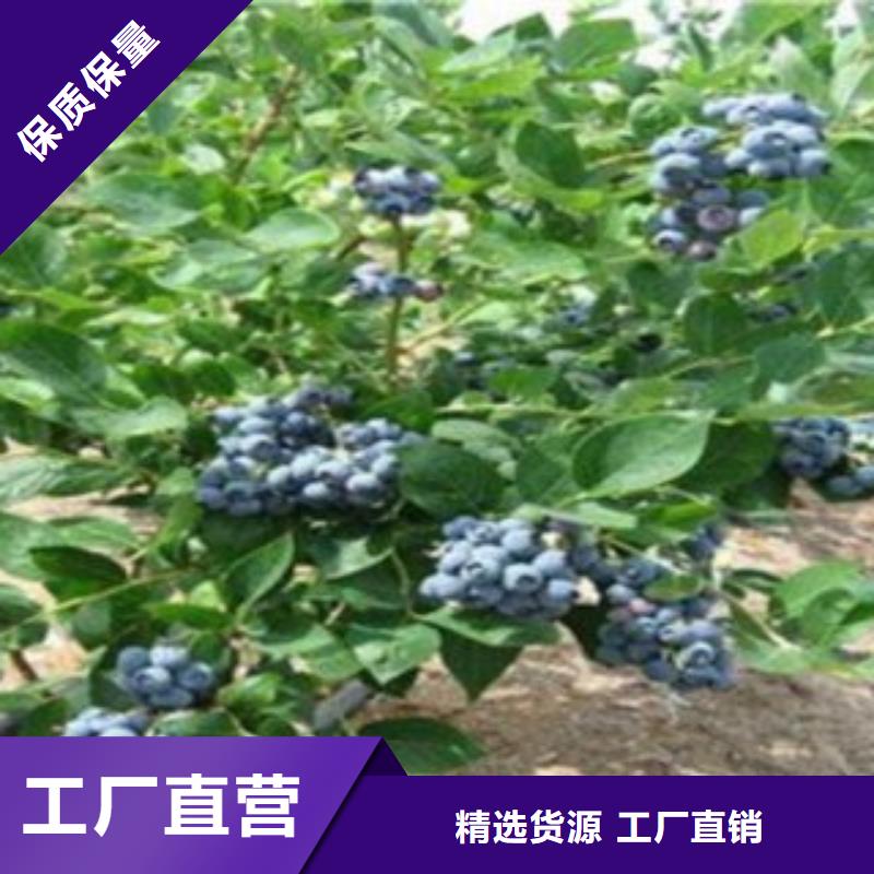蓝莓苗-山楂苗专注质量