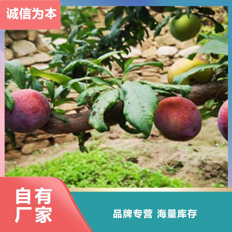 李子苗蓝莓苗高质量高信誉