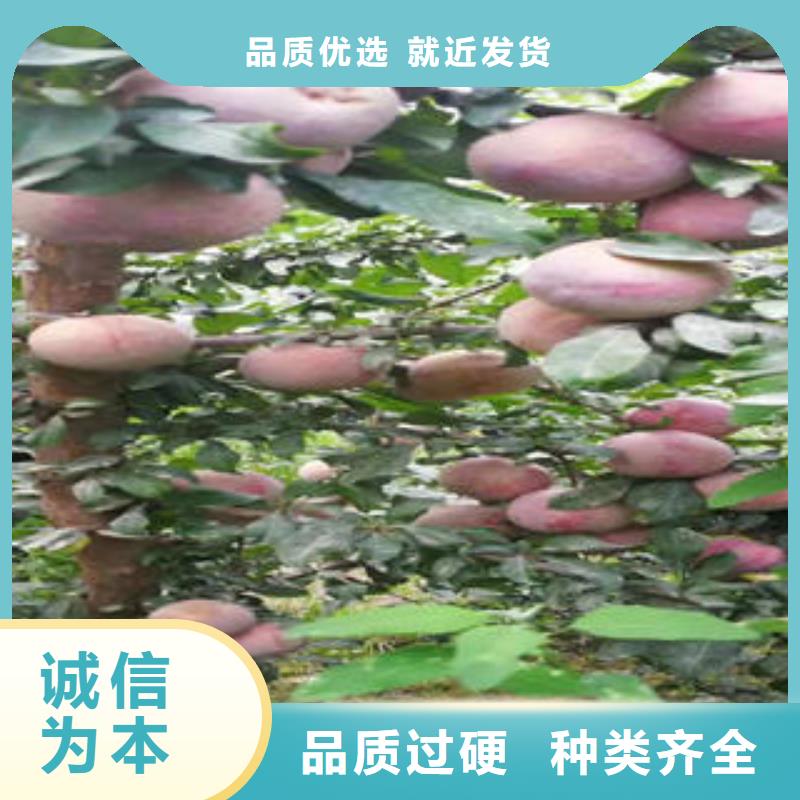 李子苗蓝莓苗厂家自营