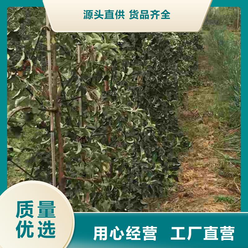 苹果苗李子苗工程施工案例