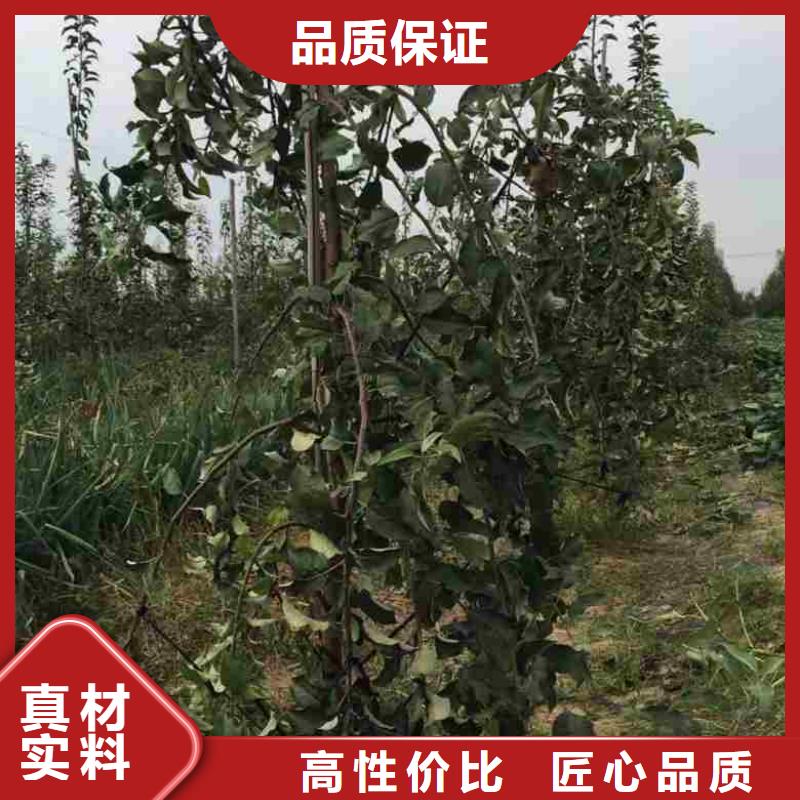 苹果苗,山楂苗用途广泛