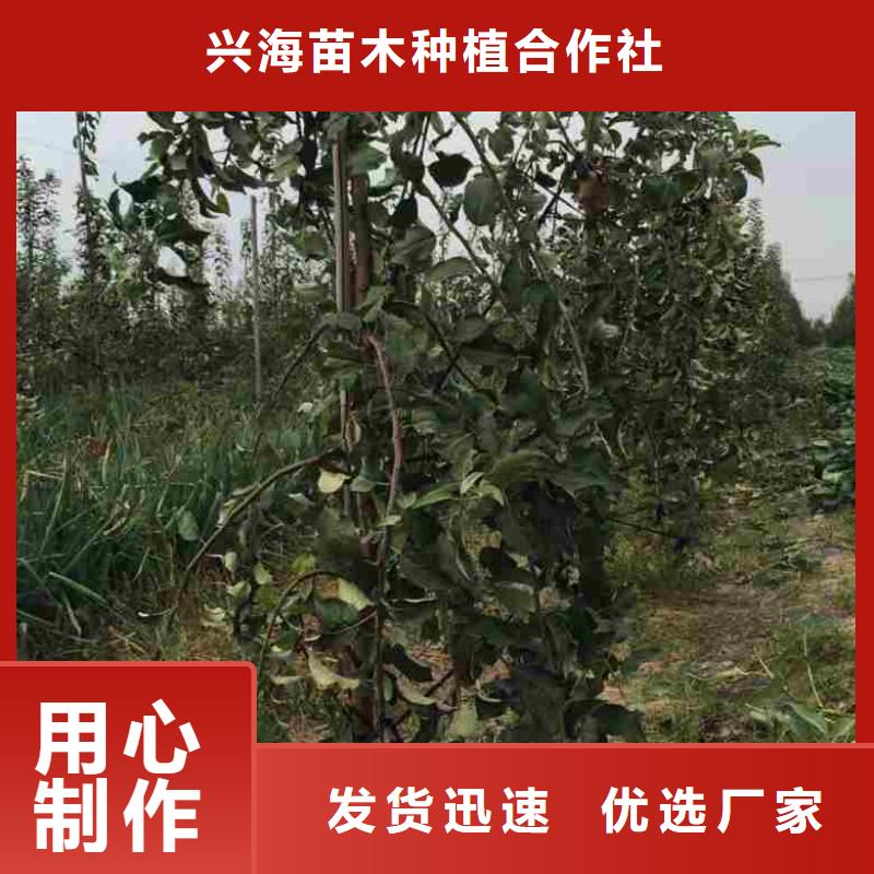 苹果苗蓝莓苗详细参数