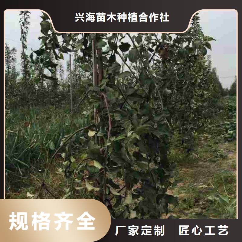 【苹果苗,梨树苗厂家案例】