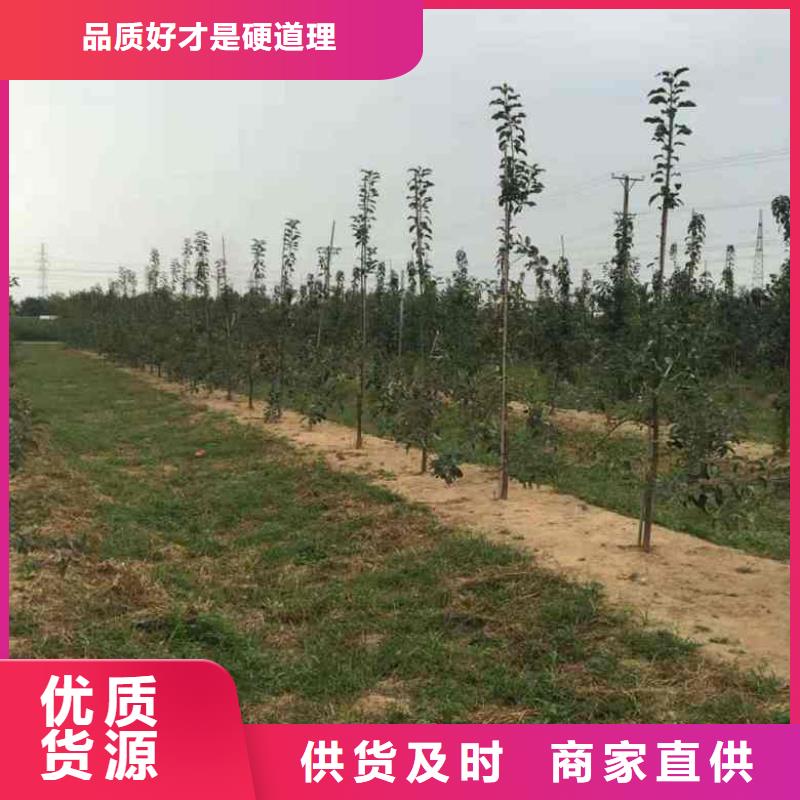 苹果苗_蓝莓苗量大从优