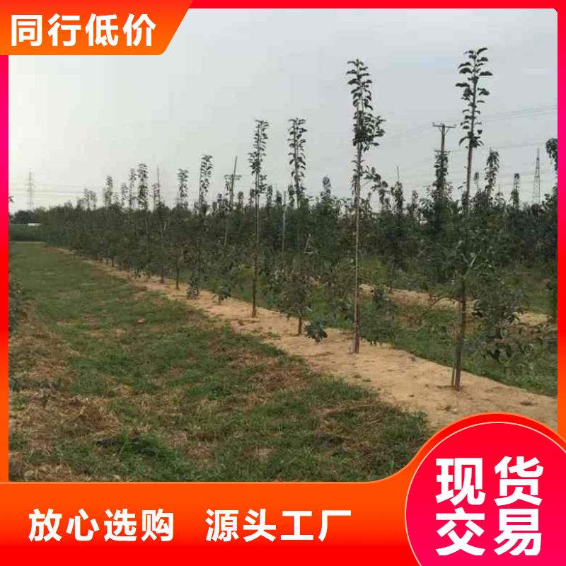 苹果苗,【蓝莓苗】诚信经营