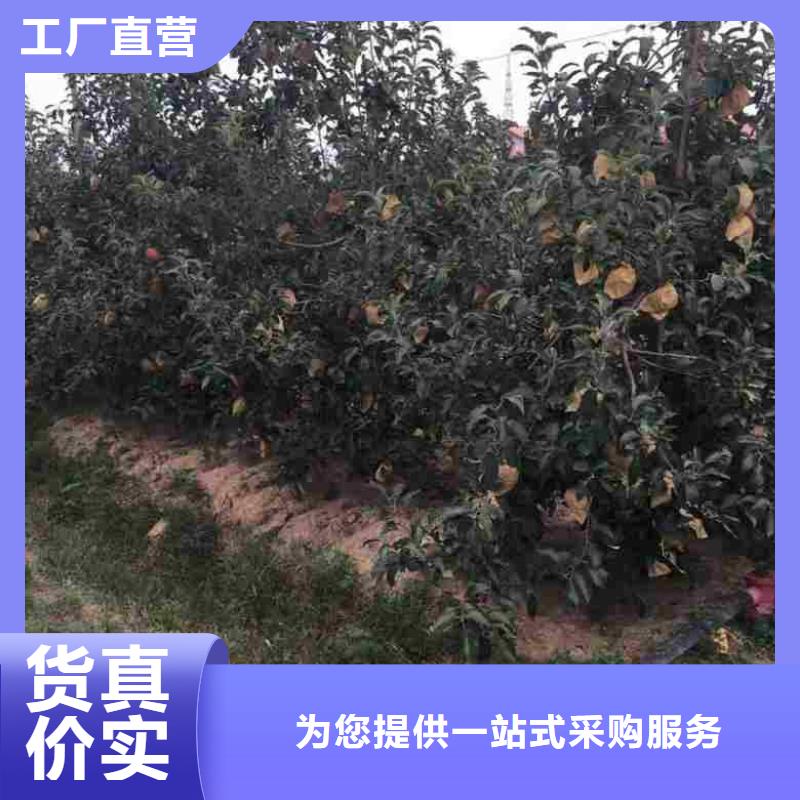 苹果苗【板栗苗】用心做品质