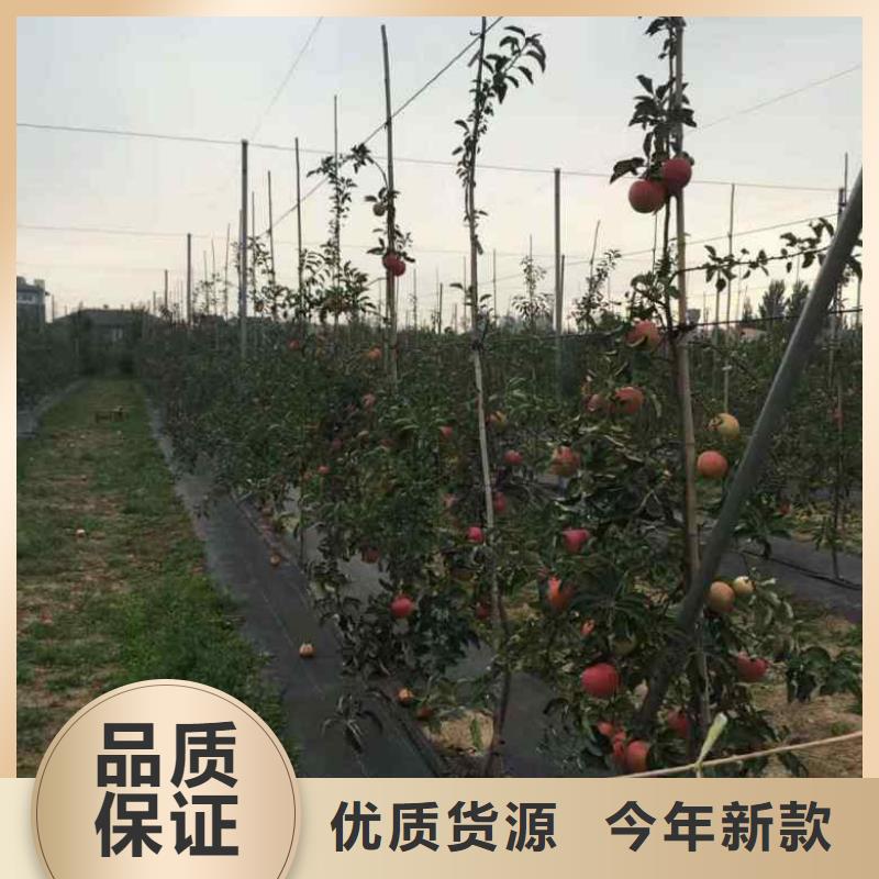 苹果苗,【蓝莓苗】诚信经营