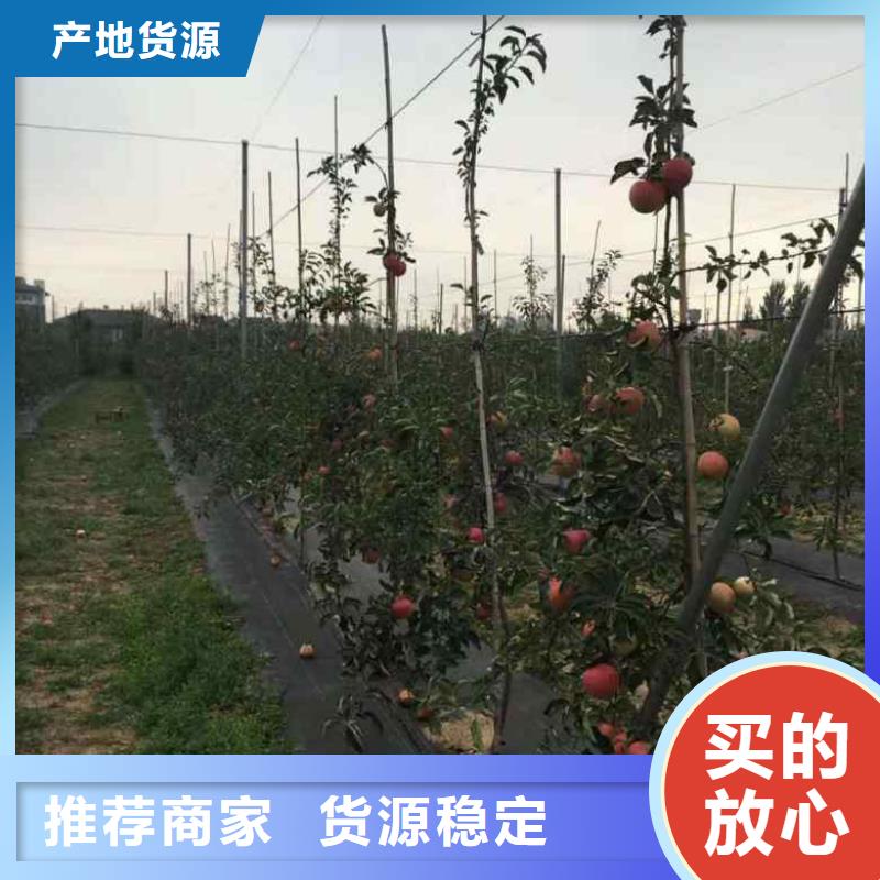 苹果苗蓝莓苗详细参数