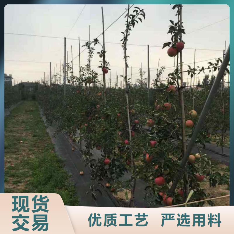 苹果苗花椒苗的图文介绍