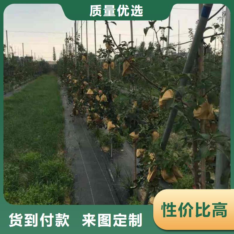 苹果苗核桃苗优质原料