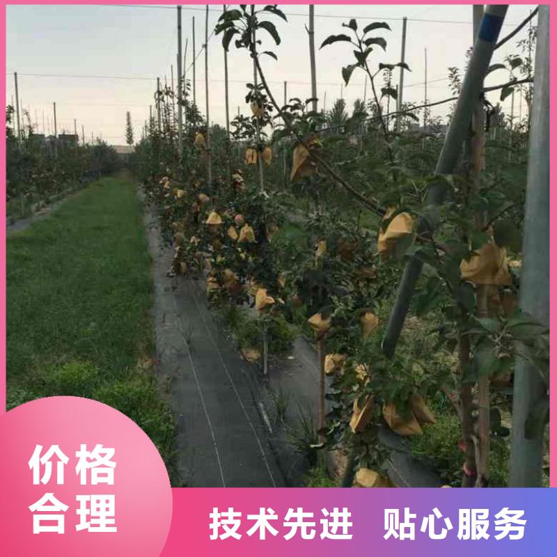 苹果苗,【蓝莓苗】源头采购