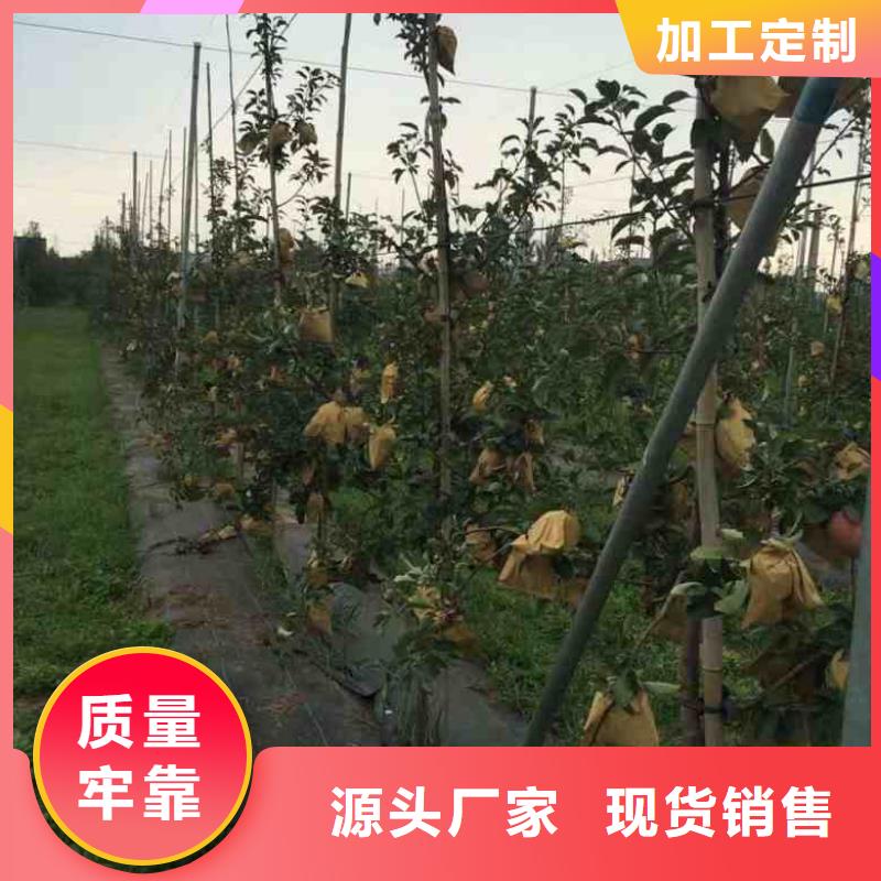 【苹果苗厂家工艺先进】