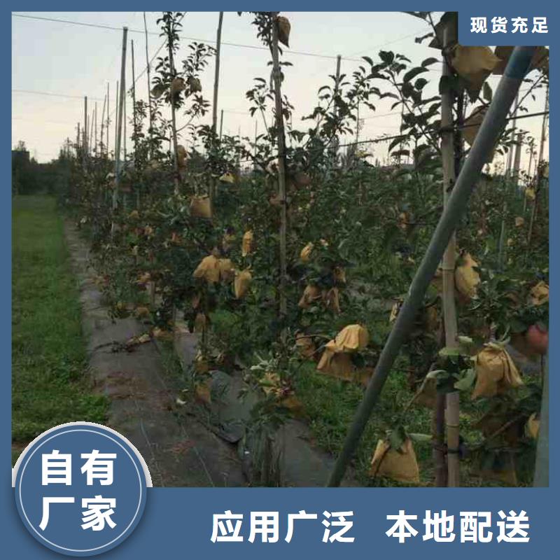 【苹果苗】_桃树苗闪电发货