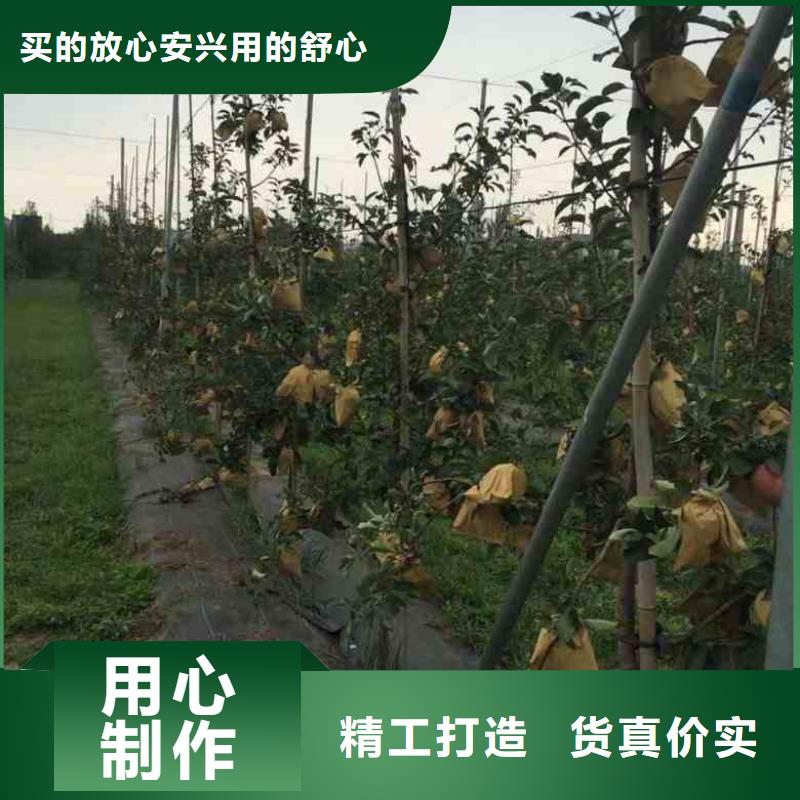 苹果苗_蓝莓苗量大从优