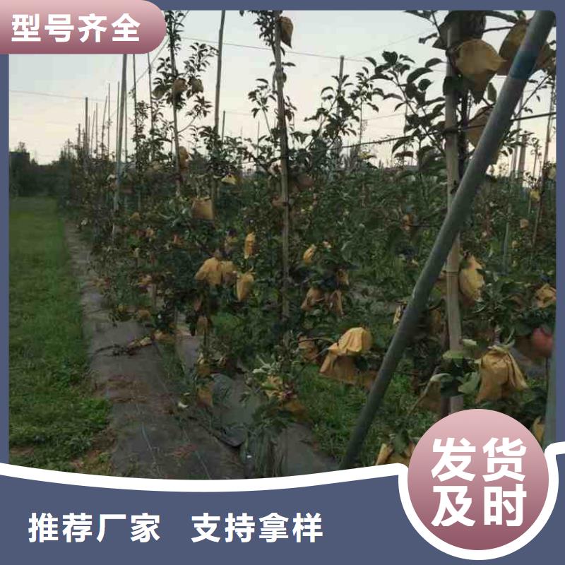 苹果苗蓝莓苗详细参数