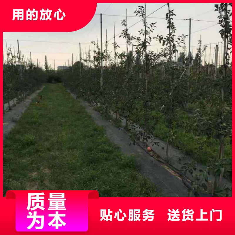 【苹果苗桃树苗买的是放心】