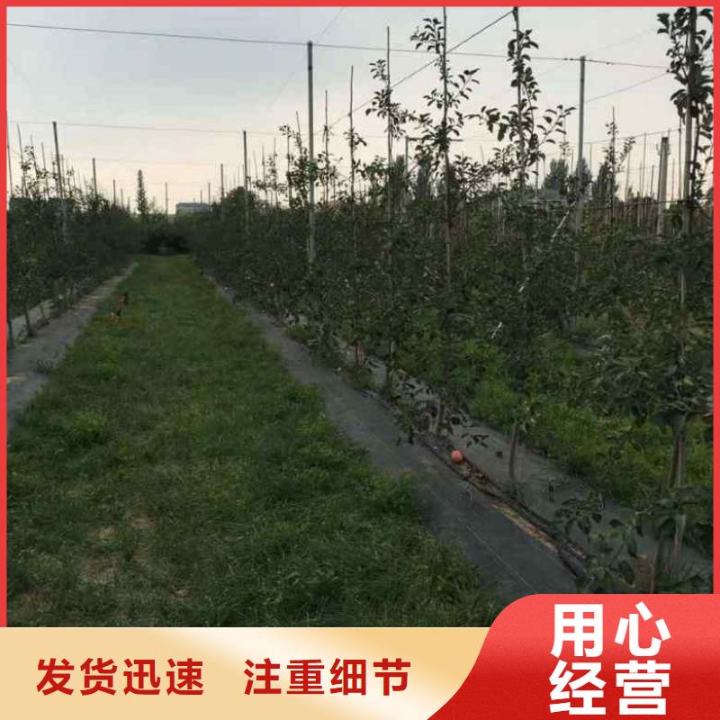 苹果苗梨树苗工厂认证