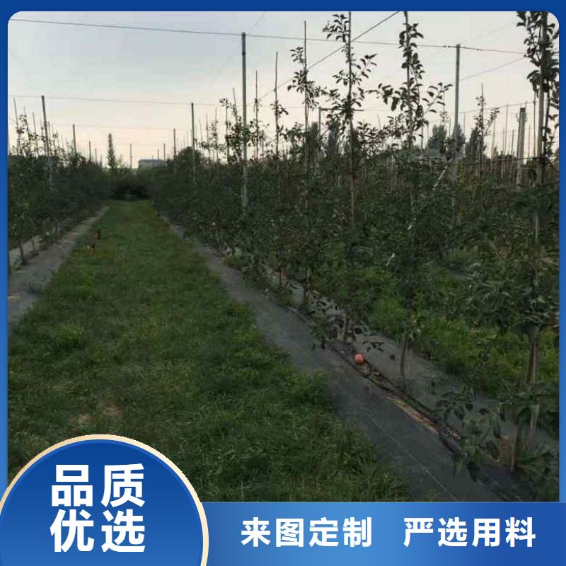 苹果苗【花椒苗】实拍展现