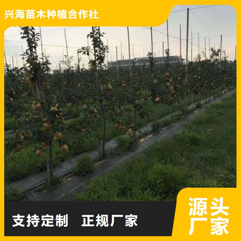 【苹果苗桃树苗买的是放心】